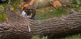 Why Choose Our Tree Removal Services in Florham Park, NJ?