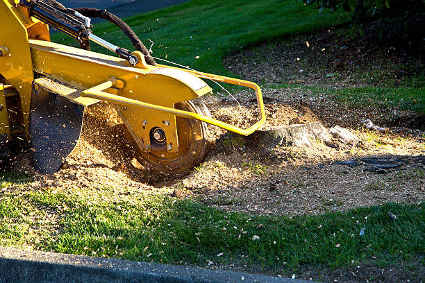 Best Tree Removal  in Florham Park, NJ